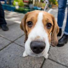 Kauno mugė vilioja tautinių mažumų receptais