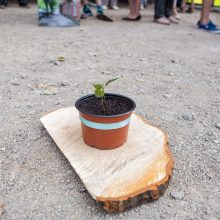 Protestas dėl medžių – su šūkiais „Kaunas kertasi!“ ir tylos minute