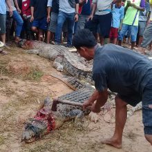 Minios kerštas: žmonės nugalabijo 300 šimtus krokodilų