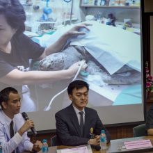 Tailandas gedi: beveik 1 tūkst. monetų prarijęs vėžlys – nugaišo 