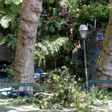 Madeiros saloje nuvirtęs medis užmušė 13 žmonių 