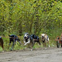 Kauno rajone – pasaulio šunų kinkinių čempionato repeticija