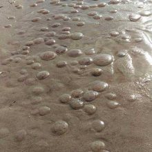 Smiltynės paplūdimį nusėjo milžiniškos medūzos