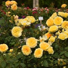 Didžiausiame Lietuvos rožyne vienu metu sužydo visos rožės