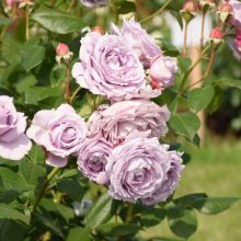 Didžiausiame Lietuvos rožyne kuriama pasaulinio lygio kolekcija