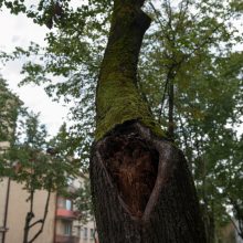 Teismas uždraudė Kauno savivaldybei kirsti medžius be ekspertizės
