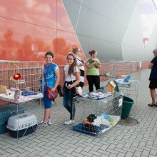 Išmesti kaip seni žaislai: Kauno prieglaudose kasmet atsiduria beveik 2 tūkst. gyvūnų