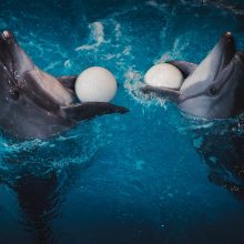M. Melmanas: pasirodymus su delfinais mintyse repetuoju net lovoje 