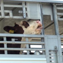 Tyrimas: iš Lietuvos eksportuojami galvijai patiria šiurpias kančias