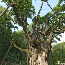 Europos medžio rinkimuose Stelmužės ąžuolas – tryliktas