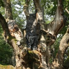 Europos medžio rinkimuose Stelmužės ąžuolas – tryliktas