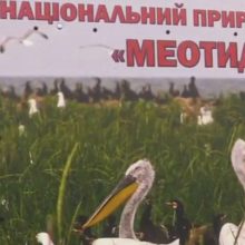 Retenybė: Meotidos nacionalinio parko įžymybė – rausvasis pelikanas. Šių paukščių nepasigailėjo smogikai.