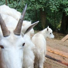 Lietuvos zoologijos sode – dar vienas mielas jauniklis