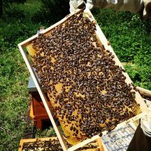 Į Lietuvą – dėl bičių ir medaus