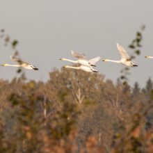 Pirmąjį spalio savaitgalį išlydėti migruojantys paukščiai