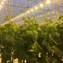 Šių metų lietuviškų agurkų derlius – kaip niekad anksti