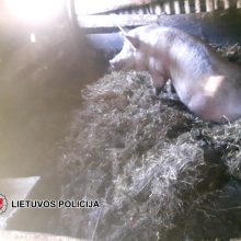 Naminės degtinės aparatas – šalia auginamos kiaulės