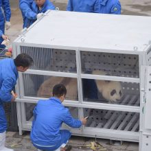 Olandijoje minios žavisi atvežta pandų pora