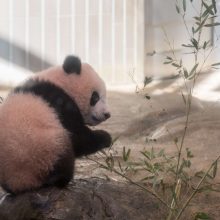 Mažylė panda pirmą kartą debiutavo prieš kameras