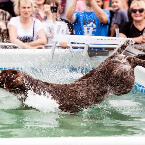 Šunų šuolių į vandenį turnyras  © T. Stuko nuotr.
