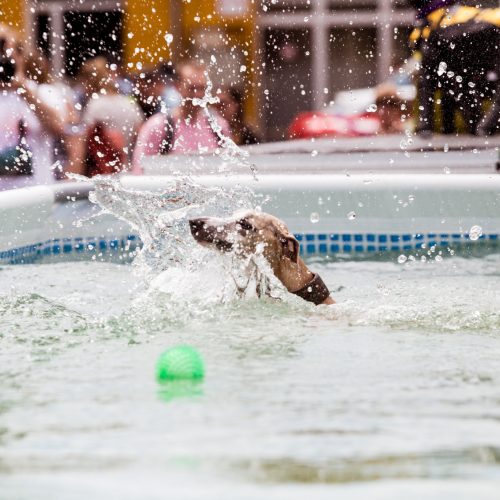 Šunų šuolių į vandenį turnyras  © T. Stuko nuotr.