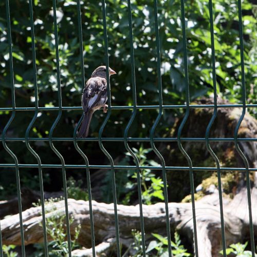 Zoologijos sodas prieš rekonstrukciją.  © Laimučio Brundzos nuotr.