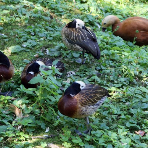 Zoologijos sodas prieš rekonstrukciją.  © Laimučio Brundzos nuotr.