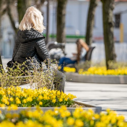 Laisvės alėjoje jau geltonuoja narcizai  © Justinos Lasauskaitės nuotr.