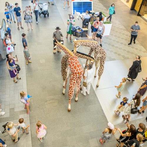 Festivalio „ConTempo“ žirafos aplankė Kauno „Akropolį“  © Justinos Lasauskaitės nuotr.