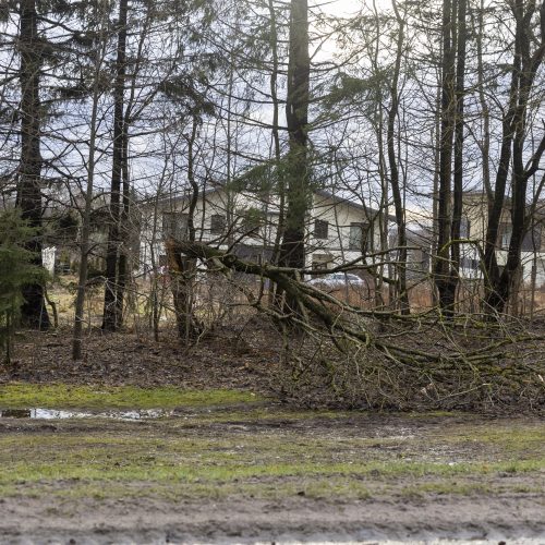 Stipraus vėjo padariniai Vilniaus mieste ir apylinkėse  © L. Balandžio / BNS nuotr.