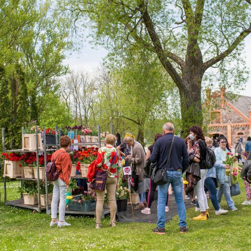 Burbiškio dvaro parke – tulpių jūra  © Butauto Barausko nuotr.