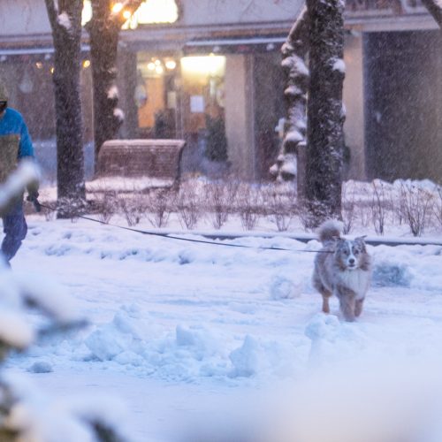 Kauną surakino sniego gniaužtai  © Vilmanto Raupelio nuotr.