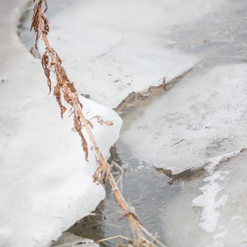 Ledo sangrūdos Radikiuose  © Vilmanto Raupelio nuotr.