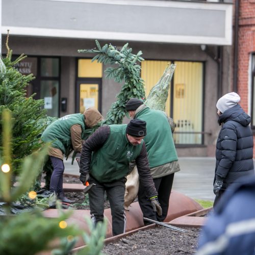 Prie savivaldybės jau puošiamas kalėdinių eglučių parkelis  © Vilmanto Raupelio nuotr.