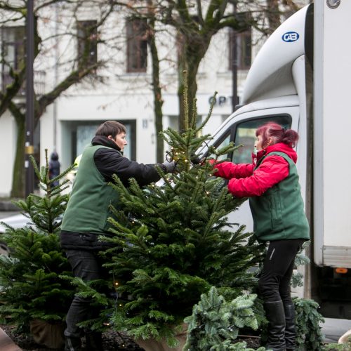 Prie savivaldybės jau puošiamas kalėdinių eglučių parkelis  © Vilmanto Raupelio nuotr.