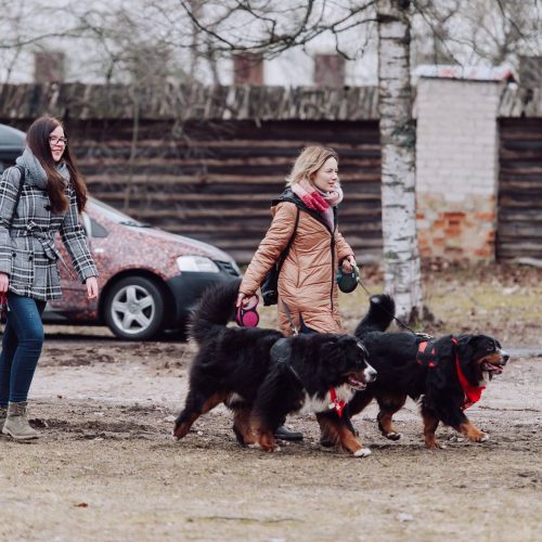 Šunų susitikimas prie Pažaislio vienuolyno  © „Charizma photography“ nuotr.