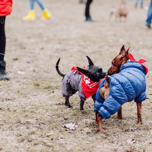 Šunų susitikimas prie Pažaislio vienuolyno  © „Charizma photography“ nuotr.