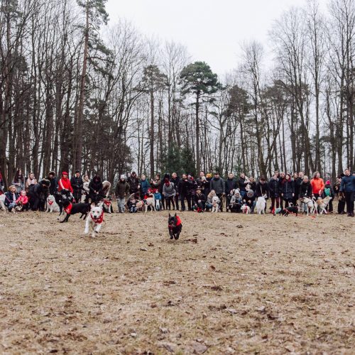 Šunų susitikimas prie Pažaislio vienuolyno  © „Charizma photography“ nuotr.