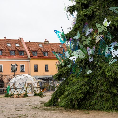 Intensyvus veiksmas Rotušės aikštėje: iki eglės įžiebimo lieka vos kelios dienos  © Kauno miesto savivaldybės nuotr.