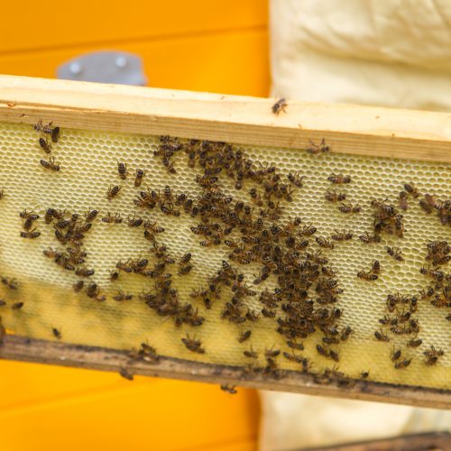 Ant verslo centro stogo apsigyveno bitės  © Laimio Steponavičiaus nuotr.