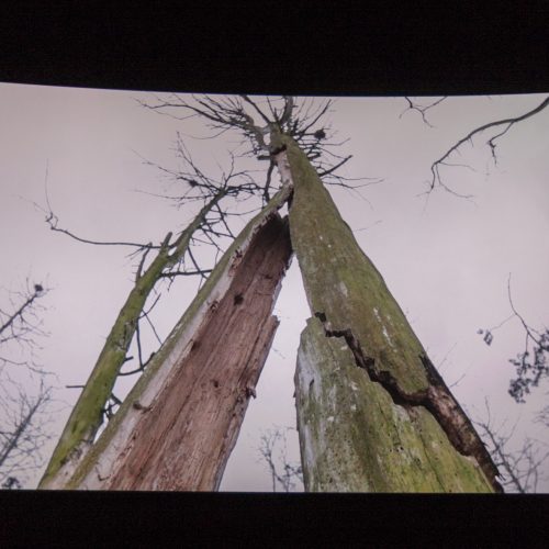 Kaune pristatytas laurus skinantis lietuviškas filmas „Rūgštus miškas“  © Laimio Steponavičiaus nuotr.