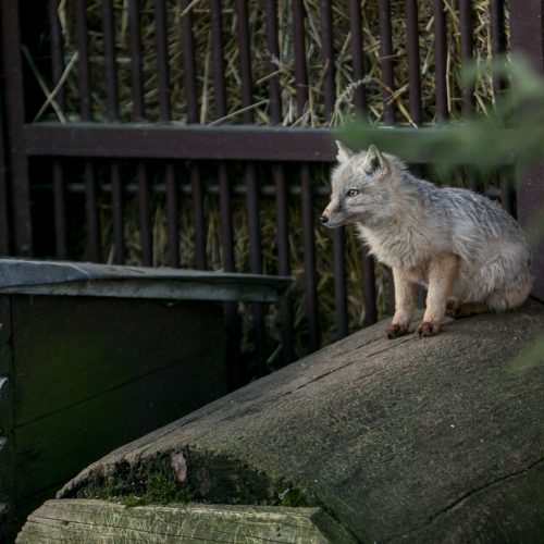 Zoologijos sodas - vėl atviras  © Vilmanto Raupelio nuotr.