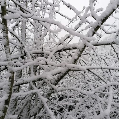 Pirmojo sniego vaizdai Lietuvoje  © Feisbuko grupės 