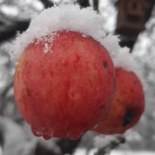 Pirmojo sniego vaizdai Lietuvoje  © Feisbuko grupės 