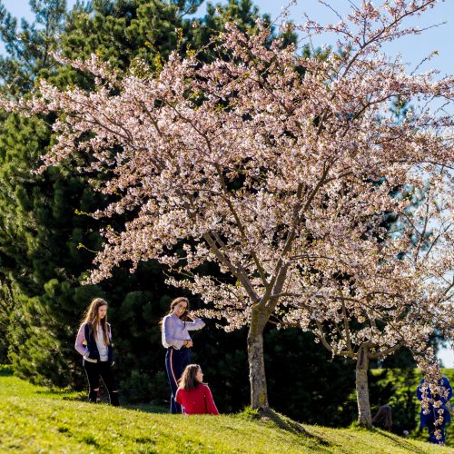 Nemuno saloje pražydo sakuros  © Laimio Steponavičiaus nuotr.