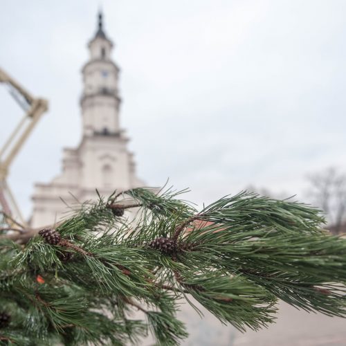 Kauno Kalėdų eglutės nupuošimas  © Akvilės Snarskienės nuotr.