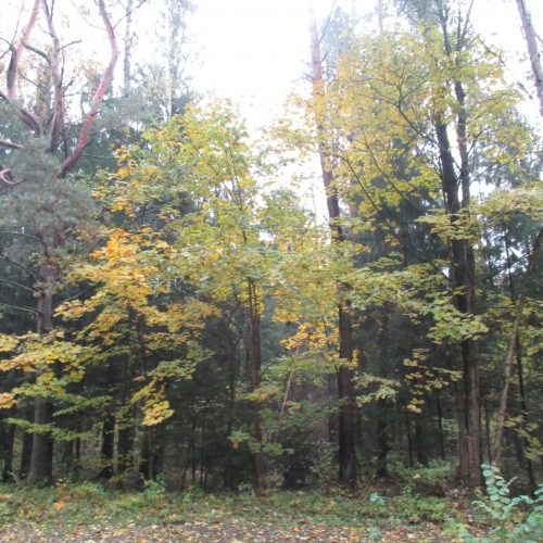 Rudens spalvos Kleboniškio miške  © Valdo Kasperavičiaus nuotr.