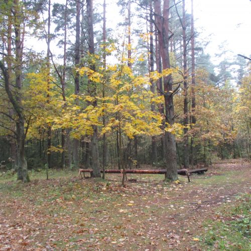 Rudens spalvos Kleboniškio miške  © Valdo Kasperavičiaus nuotr.