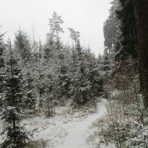Žiema sugrįžo: Kleboniškio mišką nuklojo sniegas  © Valdo Kasperavičiaus nuotr.