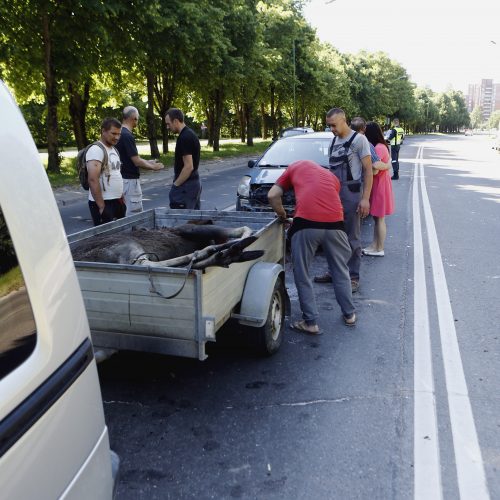 Liepojos gatvėje nutrenktas briedis  © Vytauto Petriko nuotr.